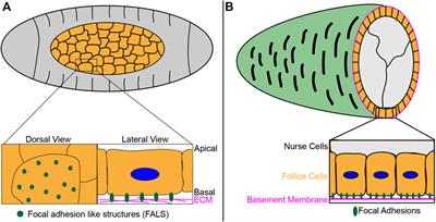 An evolutionary and physiological perspective on cell-substrate adhesion machinery for cell migration